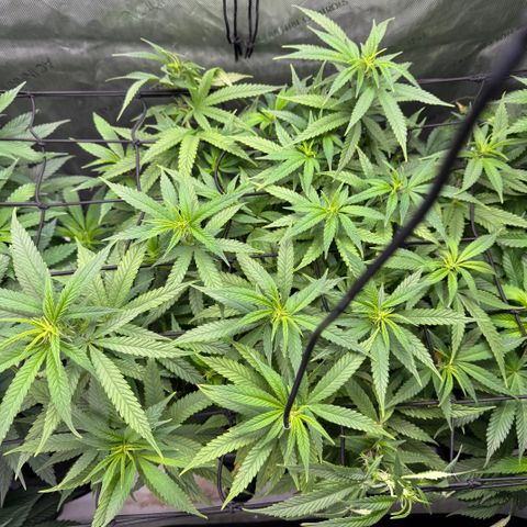 Acapulco Gold growlog timeline photo