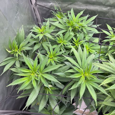 OG13 growlog timeline photo