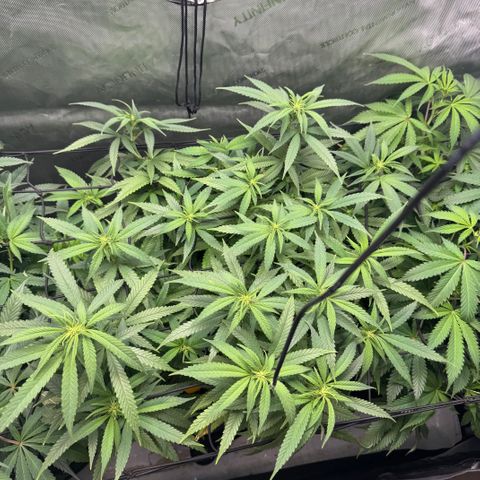 Acapulco Gold growlog timeline photo