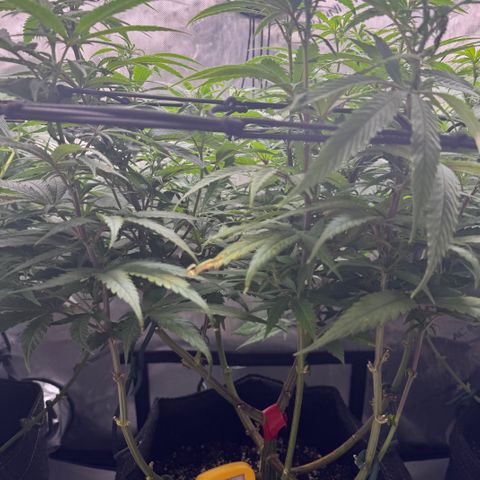 Acapulco Gold growlog timeline photo