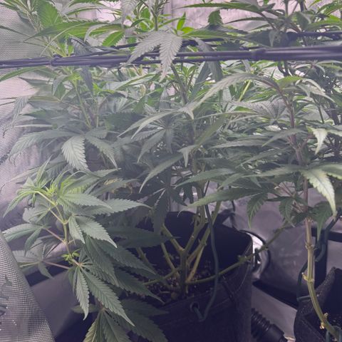 OG13 growlog timeline photo