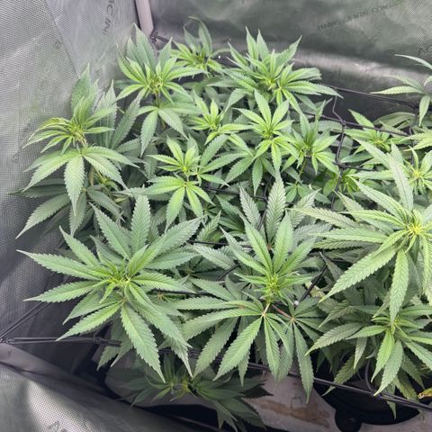 OG13 growlog timeline photo
