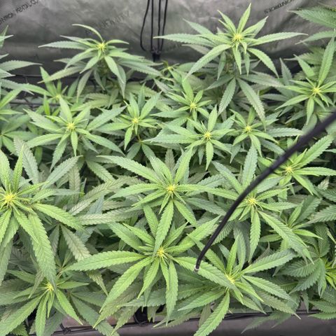 Acapulco Gold growlog timeline photo
