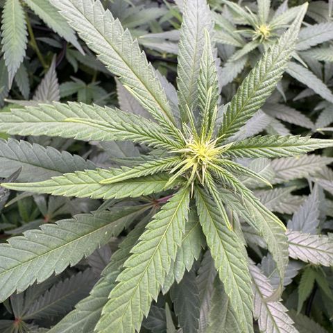 Acapulco Gold growlog timeline photo