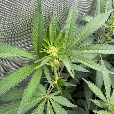 OG13 growlog timeline photo