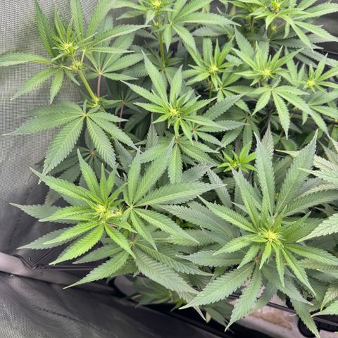 OG13 growlog timeline photo