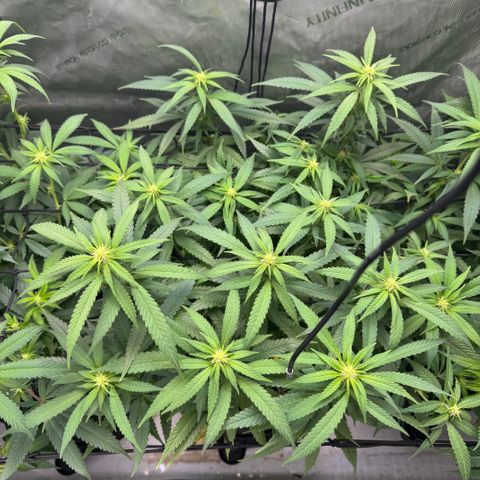Acapulco Gold growlog timeline photo