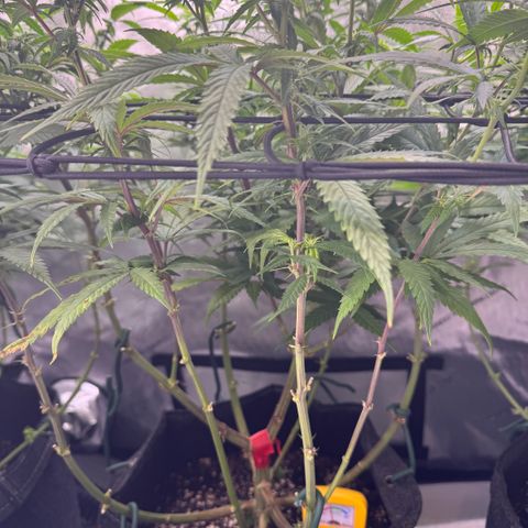 Acapulco Gold growlog timeline photo