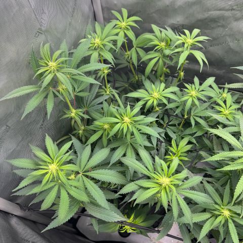 OG13 growlog timeline photo