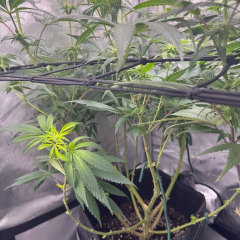 OG13 growlog timeline photo