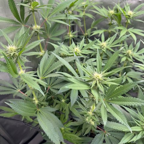 OG13 growlog timeline photo