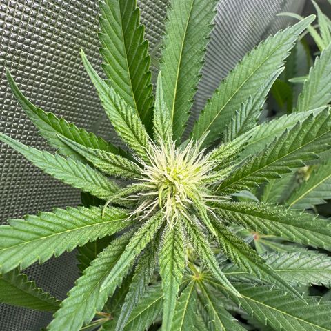 OG13 growlog timeline photo