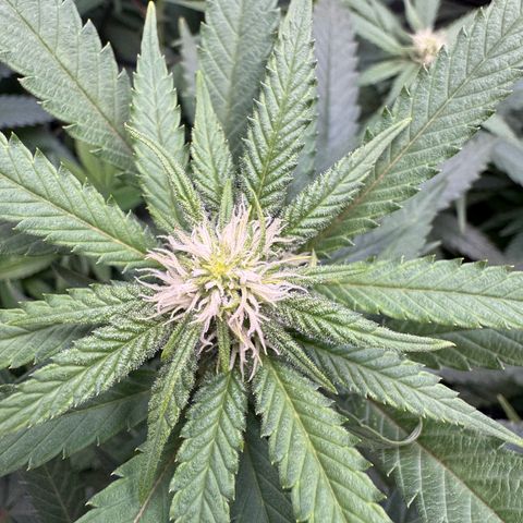 Acapulco Gold growlog timeline photo