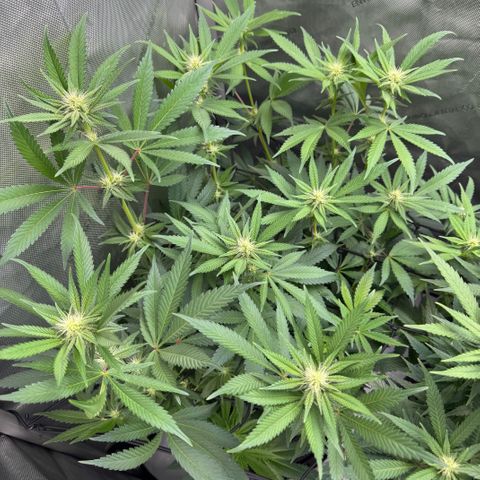 OG13 growlog timeline photo