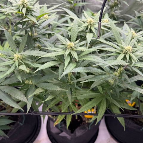 Acapulco Gold growlog timeline photo