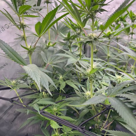 OG13 growlog timeline photo