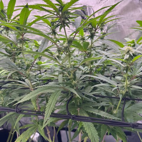 Acapulco Gold growlog timeline photo