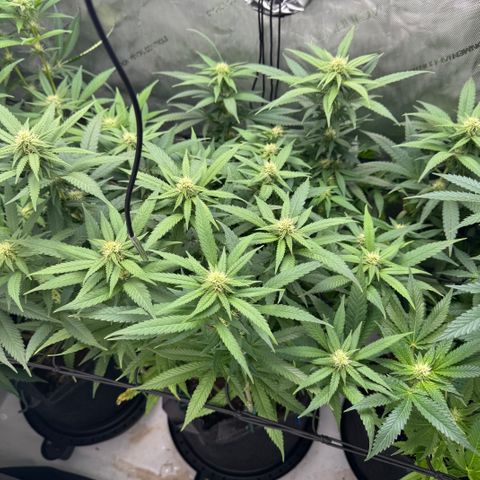 Acapulco Gold growlog timeline photo