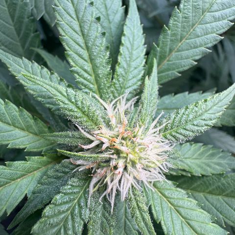 Acapulco Gold growlog timeline photo
