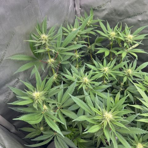 OG13 growlog timeline photo