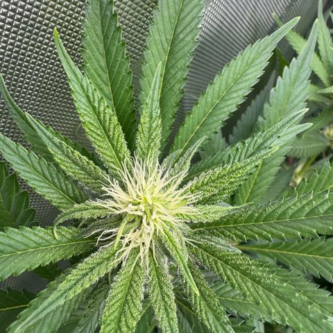 OG13 growlog timeline photo