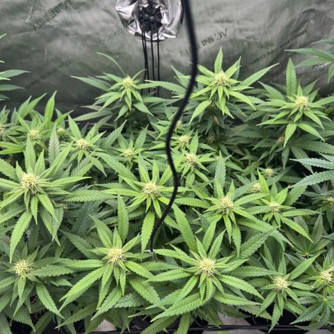 Acapulco Gold growlog timeline photo