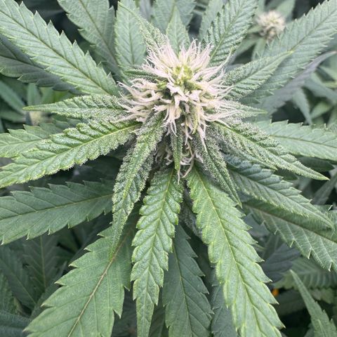 Acapulco Gold growlog timeline photo