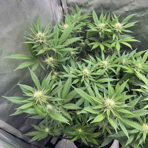 OG13 growlog timeline photo
