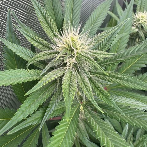 OG13 growlog timeline photo