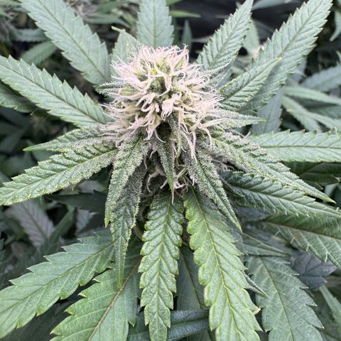 Acapulco Gold growlog timeline photo