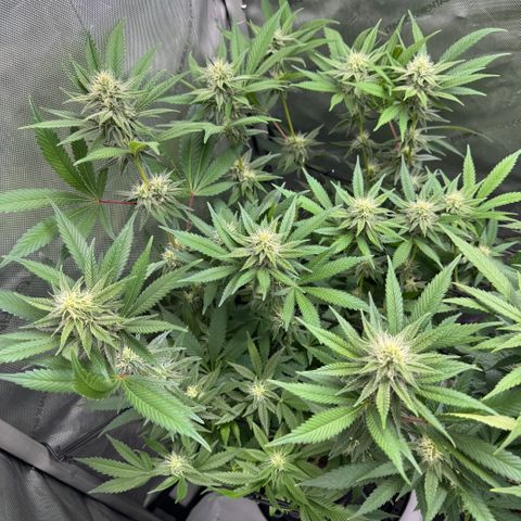 OG13 growlog timeline photo