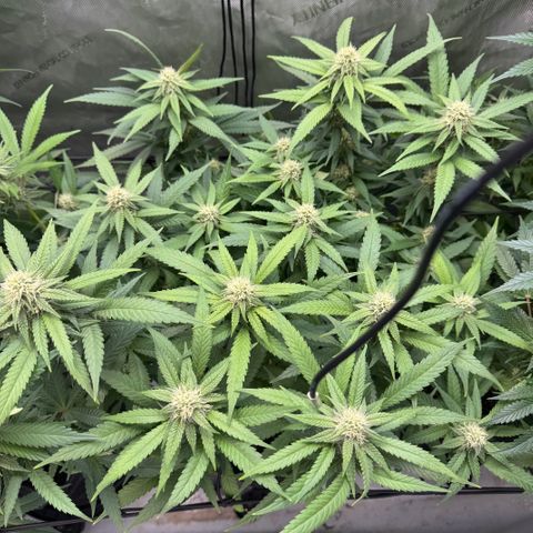 Acapulco Gold growlog timeline photo
