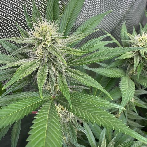OG13 growlog timeline photo