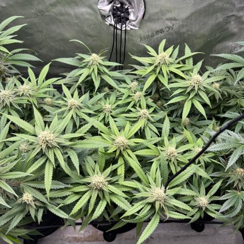 Acapulco Gold growlog timeline photo