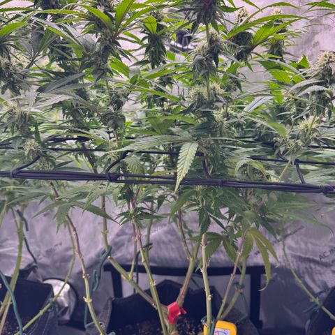 Acapulco Gold growlog timeline photo