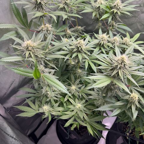 OG13 growlog timeline photo