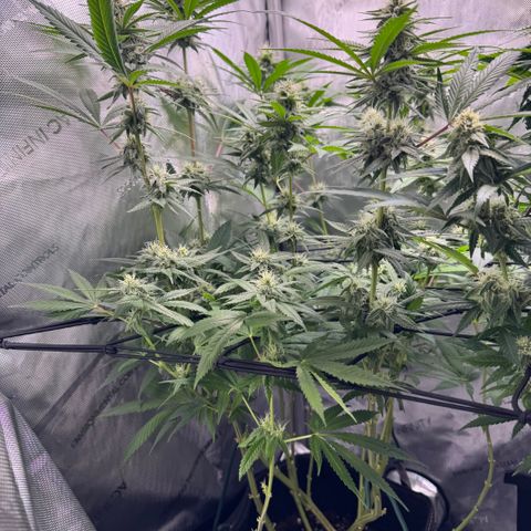 OG13 growlog timeline photo
