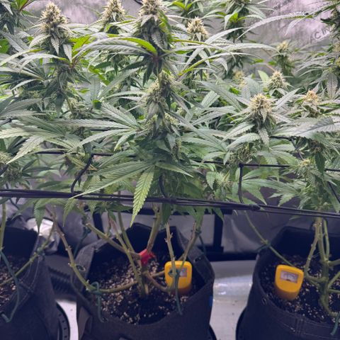 Acapulco Gold growlog timeline photo
