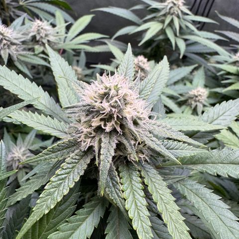 Acapulco Gold growlog timeline photo