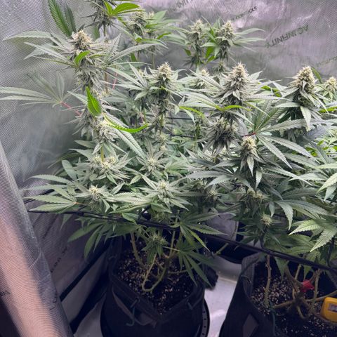 OG13 growlog timeline photo