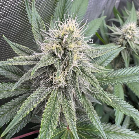 OG13 growlog timeline photo