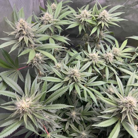 OG13 growlog timeline photo