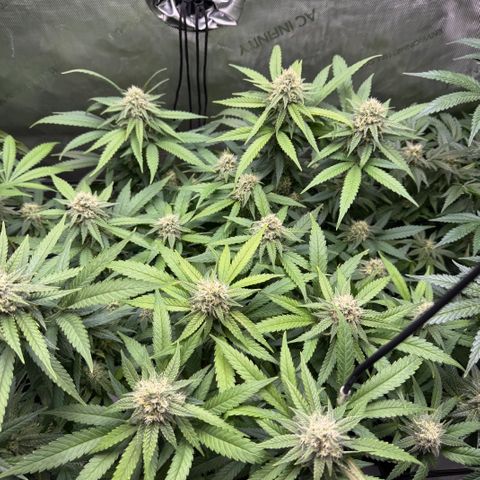 Acapulco Gold growlog timeline photo