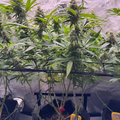 Acapulco Gold growlog timeline photo