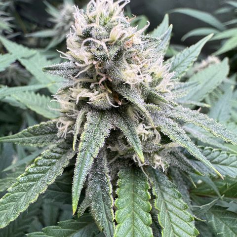 Acapulco Gold growlog timeline photo
