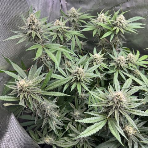 OG13 growlog timeline photo