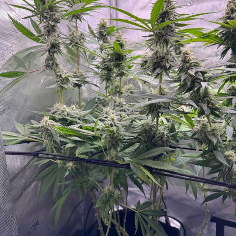 OG13 growlog timeline photo