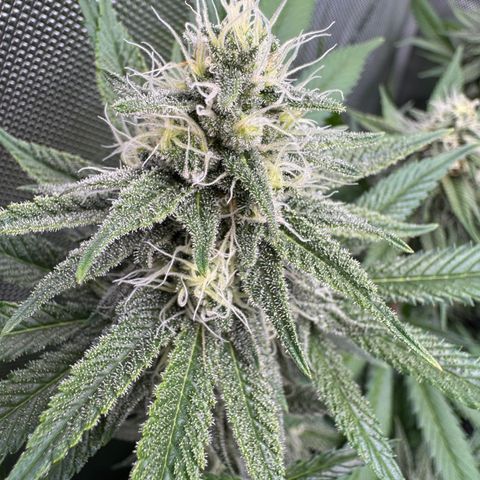 OG13 growlog timeline photo