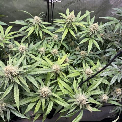 Acapulco Gold growlog timeline photo