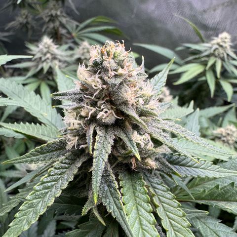 Acapulco Gold growlog timeline photo